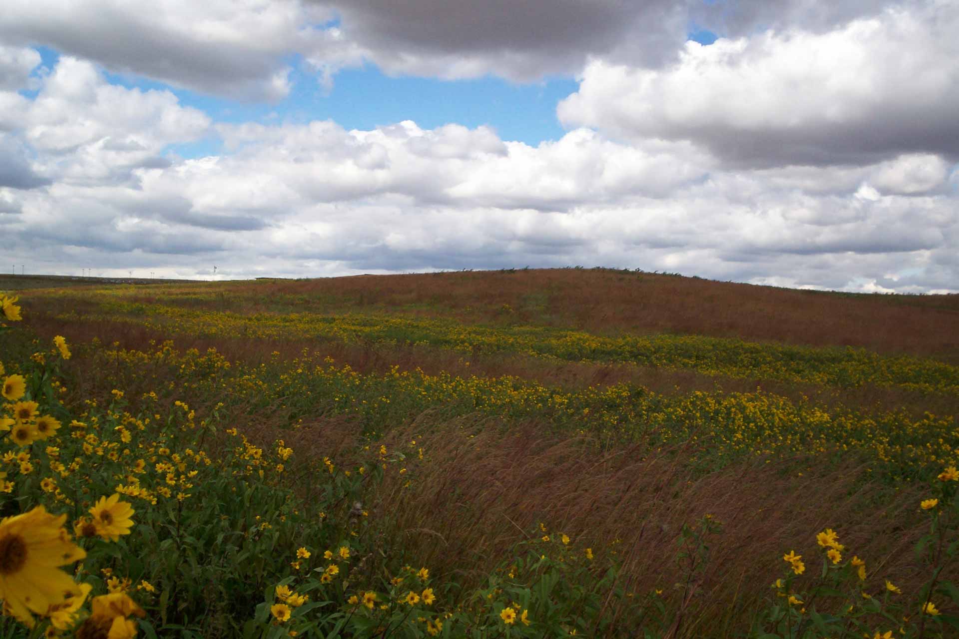 Prarie in Neal Smith Refuge, Iowa